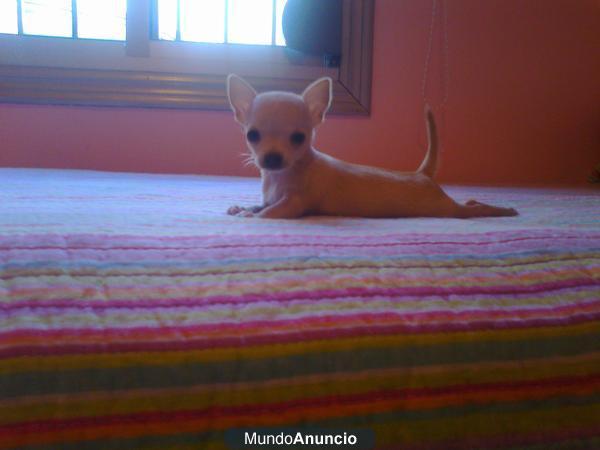 cachorrita de chihuahua de bolsillo