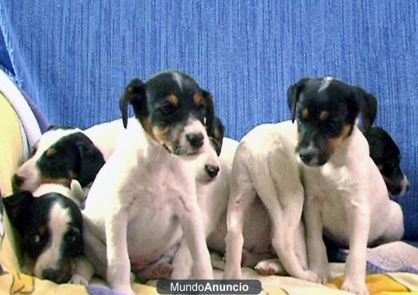 Cachorros Bodegueros X Fox Terrier