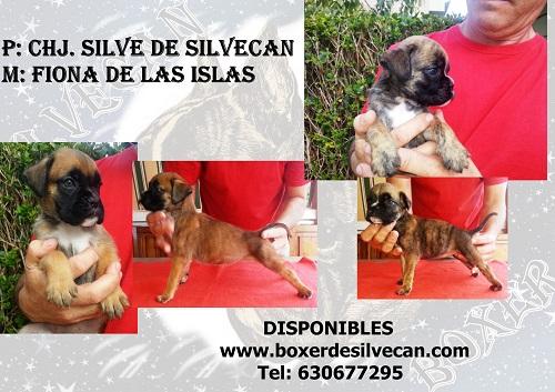 Cachorros boxer de Silvecan