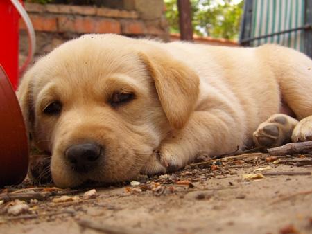 cachorros de LABRADOR con PEDIGREE 350