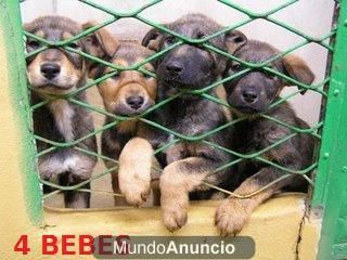 Cachorros EN PERRERA ¡ ADOPTA UN COMPAÑERO Y SALVA UNA VIDA !