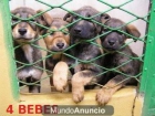 Cachorros EN PERRERA ¡ ADOPTA UN COMPAÑERO Y SALVA UNA VIDA ! - mejor precio | unprecio.es