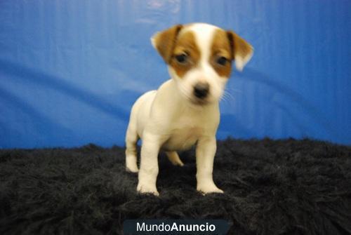 jack rusell terrier ejemplares disponibles con 2 meses