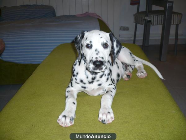 KEYLA, DALMATA HEMBRA DOS MESES SORDA