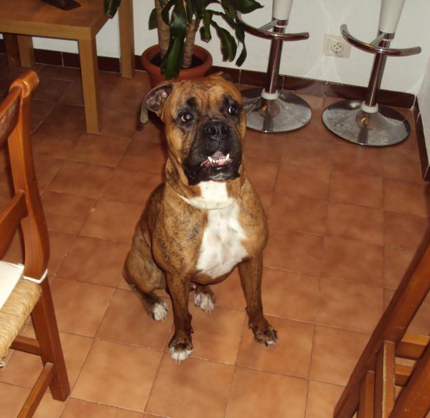 MACHO BOXER BUSCA SU PRIMERA NOVIA