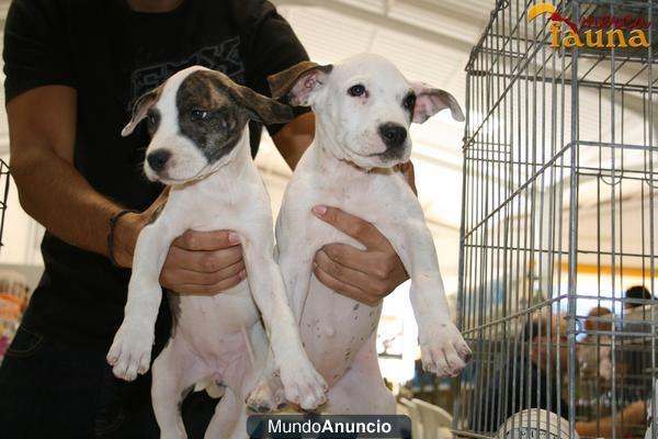 Perros de varias razas en venta