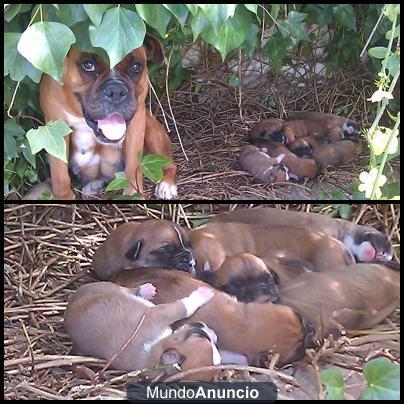 Se vende camada de boxer dorados