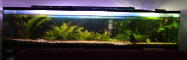 Vendo acuario 600L