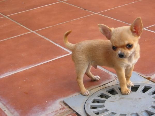 Vendo chihuahua