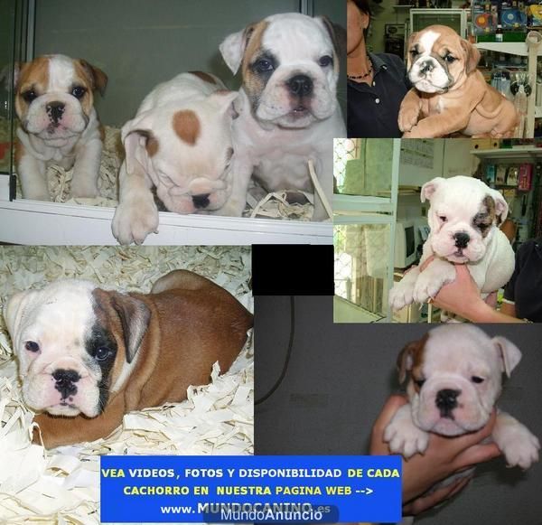 Bulldog Frances, Bulldogs Ingles y Bichon Maltes Cachorros en Tienda Virtual