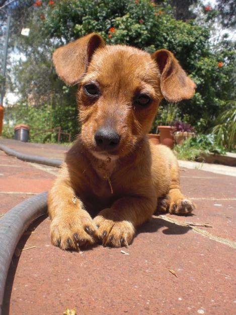 Cachorrita cruce Teckel en adopcion