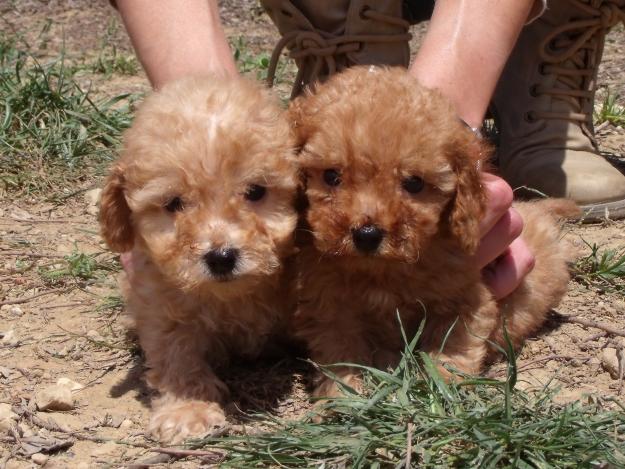 Cachorros de Caniche 400€