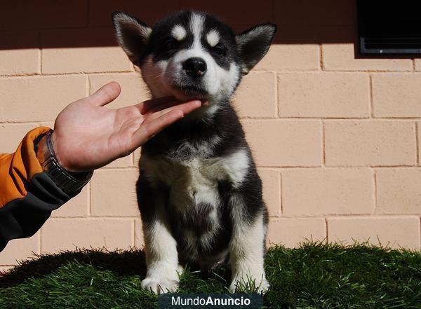 Machos y hembras Husky Siberiano con ojos azules