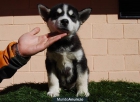 Machos y hembras Husky Siberiano con ojos azules - mejor precio | unprecio.es