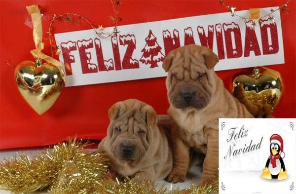 Vendo camada de Shar-pei ¡Aprovechate!