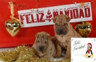 Vendo camada de Shar-pei ¡Aprovechate! - mejor precio | unprecio.es