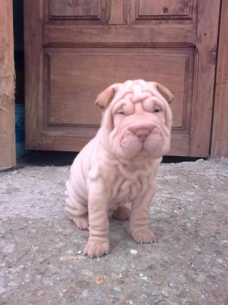 Vendo camada de Shar peis con pedigry