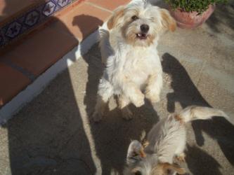 Tres pequeños peludos en apuros