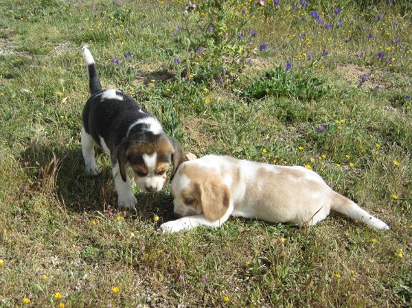 Beagles tricolores y bicolores con pedigri.