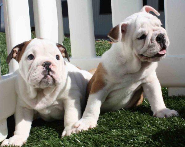 Bulldog ingles, los mejores cachorros