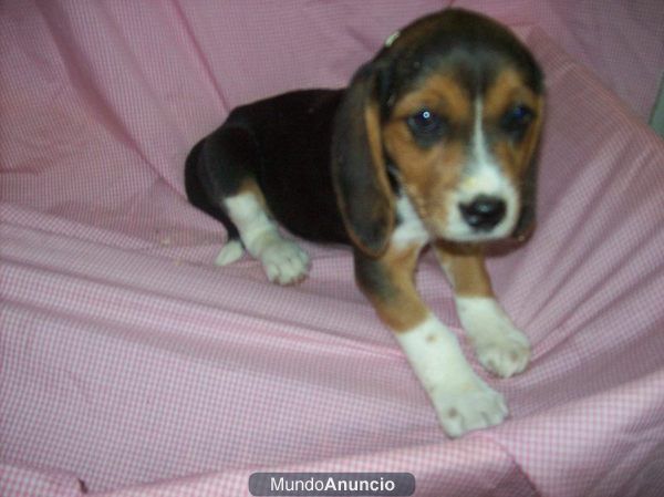 Cachorritos de BEAGLE TRICOLORES (450 )