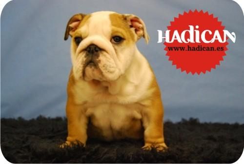 Cachorritos de Bulldog Ingles & Bulldog Frances de Altisima Calidad en Madrid.