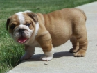 cachorro bulldog ingles en venta - mejor precio | unprecio.es