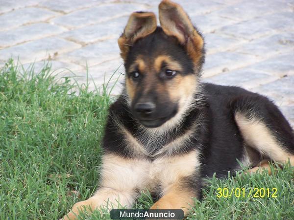 CACHORRO DE PASTOR ALEMAN