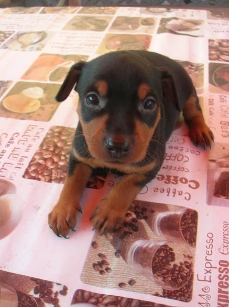 Cachorros de MINI PINSCHER con pedigree