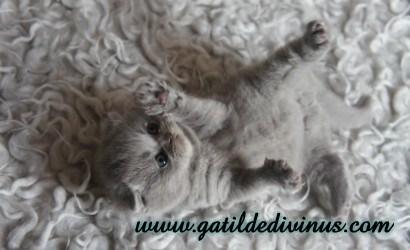 Gatinhos Scottish Fold e Scottish Straight (brittish)