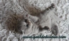 Gatinhos Scottish Fold e Scottish Straight (brittish) - mejor precio | unprecio.es