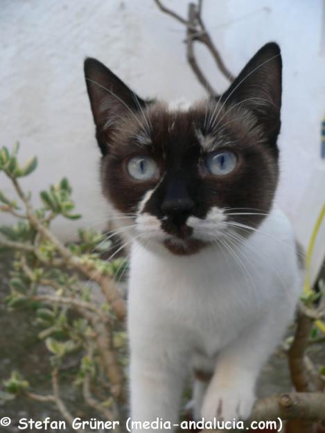 Gatitos - mestizos a la adopción