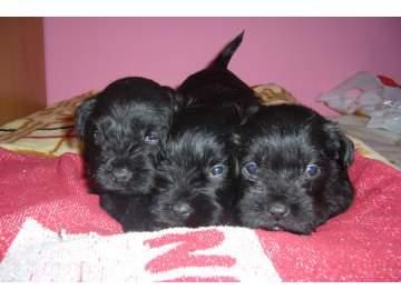 SCHNAUZERS MINIS NEGROS