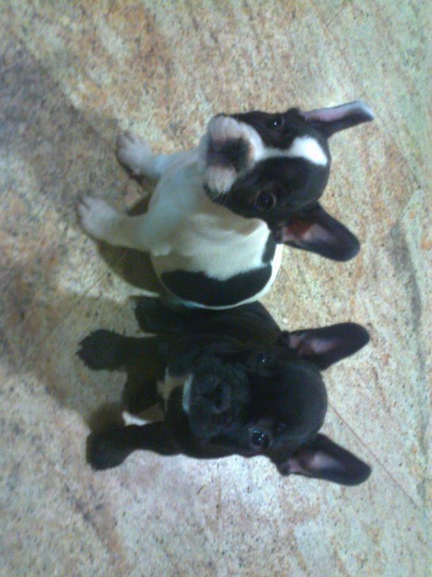 venta cachorros de bulldg frances