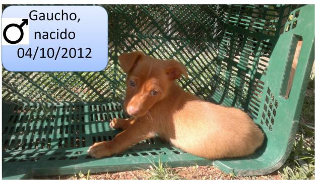 REGALO cachorros mestizos de tamaño mediano