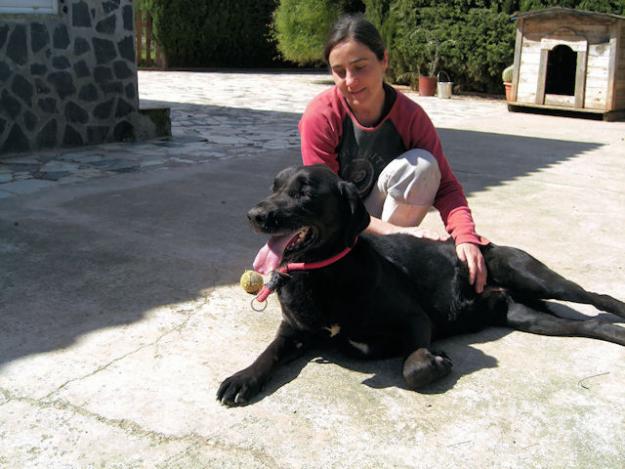 NERÓN, PRECIOSO LABRADOR ABANDONADO POR SEGUNDA VEZ