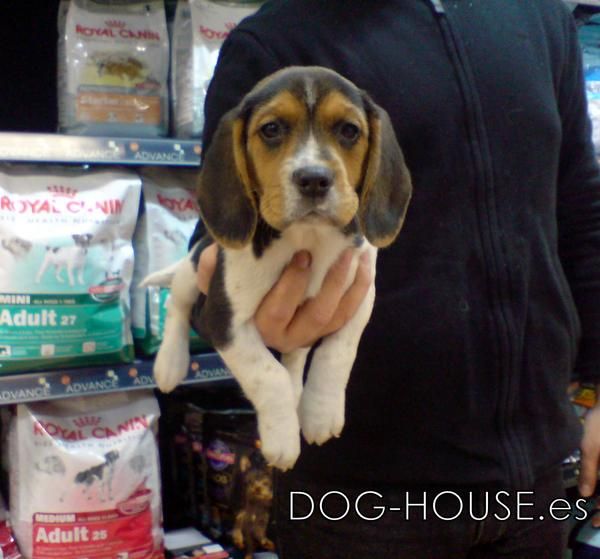 CACHORRITOS DE BEAGLE, PRECIOSOS 450 EUROS