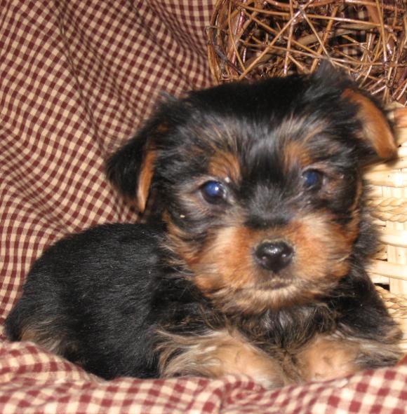 Cachorros de Yorkshire Terriers