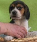 fantasticos cachorros de beagle criadero en girona - mejor precio | unprecio.es