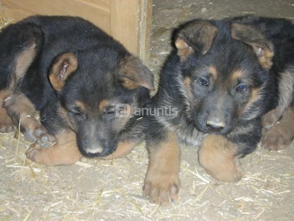 Preciosos cachorros de pastor aleman