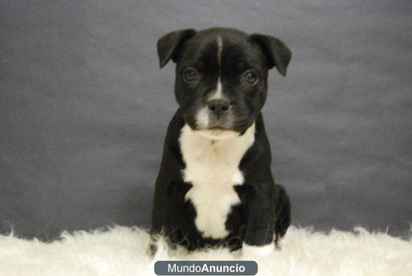 Staffordshire bull terrier, cachorritos en madrid, preciosos