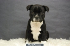 Staffordshire bull terrier, cachorritos en madrid, preciosos - mejor precio | unprecio.es