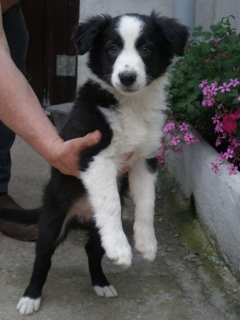 Border Collies