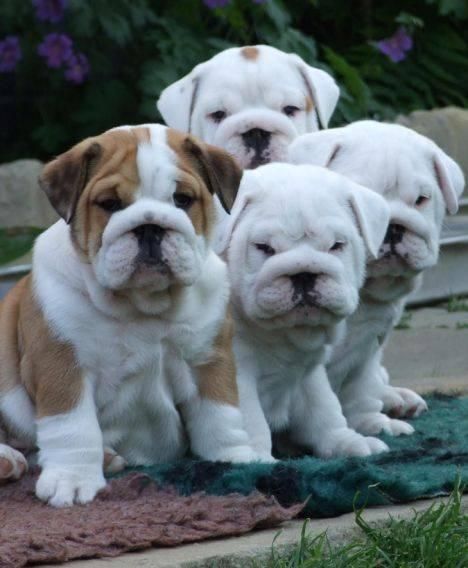 Brown cachorros de Bulldog Inglés con papeles,