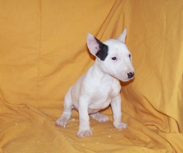 CACHORRITA DE BULL TERRIER MINIATURA