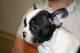 Cachorros de Bulldog frances Particular  130