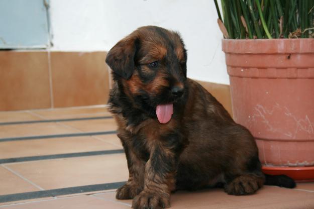 Cachorros de pastor de brie