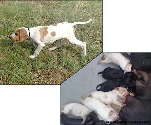 Excepcionales Cachorros de Pointer.