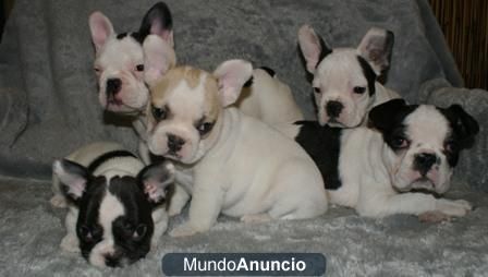 INCREIBLE CAMADA DE BULLDOG FRANCES