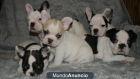 INCREIBLE CAMADA DE BULLDOG FRANCES - mejor precio | unprecio.es